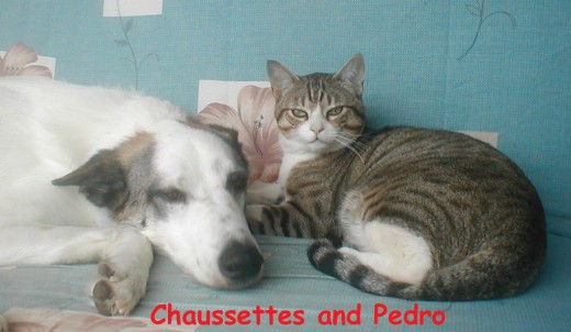 By the time Chaussettes arrived we had Pedro 3 years