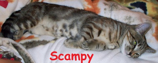 Scampy snuggles on my fleece blanket when s/he's not evicting Pedro from his mammoth dog bed 
