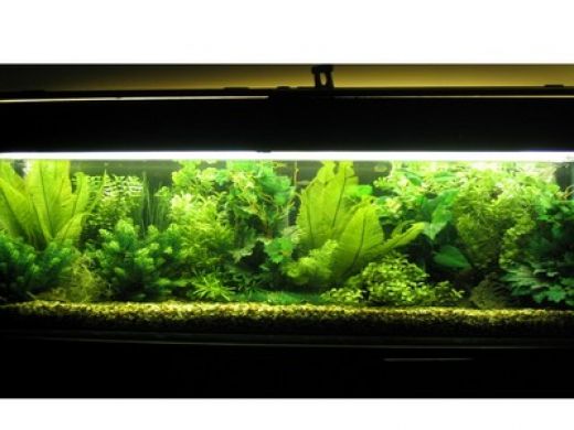 Image from: http://www.ratemyfishtank.com/friendemail.php/2944 
