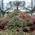 Botonical garden-ooty:another scene Botonical garden-ooty:another scene