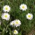 Alpine flowers along Preface Trail Photo by C.Borthwick all rights reserved Alpine flowers along Preface Trail Photo by C.Borthwick all rights reserved
