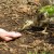 One brave little duckling being hand fed, a commom sight Photo by C.Borthwick all rights reserved One brave little duckling being hand fed, a commom sight Photo by C.Borthwick all rights reserved