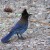 A Stellar Jay looking for a handout Photo by C.Borthwick all rights reserved A Stellar Jay looking for a handout Photo by C.Borthwick all rights reserved