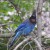 Brilliantly coloured Stellar Jays are seen frequently along the trails Photo by C.Borthwick all rights reserved Brilliantly coloured Stellar Jays are seen frequently along the trails Photo by C.Borthwick all rights reserved