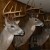 All of these deer taken from the above stand All of these deer taken from the above stand