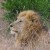 ehow-facts-5155491-african-safari-vacation ehow-facts-5155491-african-safari-vacation