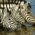 african-travel-guide-wordpress african-travel-guide-wordpress