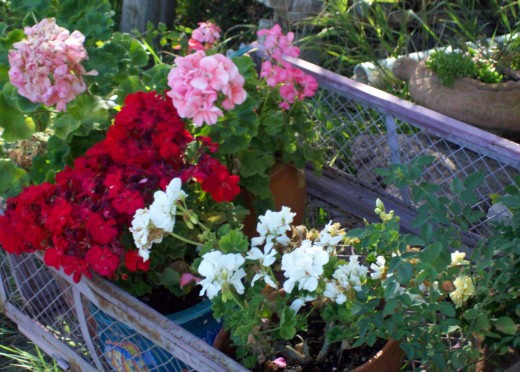 Bringing a wagon of young geraniums out
