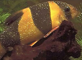 Image from: http://www.my-tropical-fish.com/tropicalfishdiseases.html