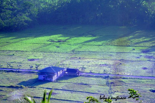 A farm at the break of dawn, early morning light
