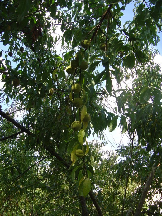 Our trees are weighed down with white or yellow peaches