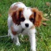 BentleyB profile image