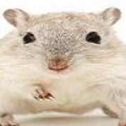 lchietenburger profile image