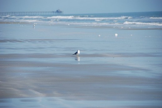 Seagulls in the Surf