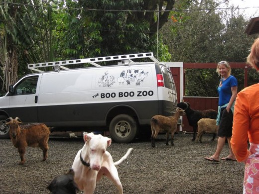BooBoo Zoo Maui, Hawaii a Rescue Zoo nonprofit