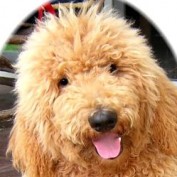 smallbizhelp profile image