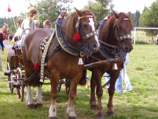 The farmer's horses are ready for a joyful ride. After World War two, they were confiscated when Socialism began.