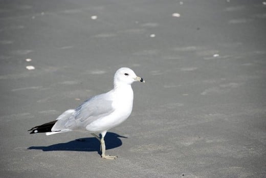 Seagull on the Sand