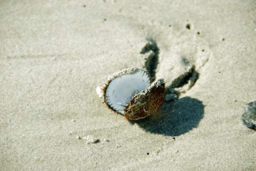 Ocean Life in a Shell!