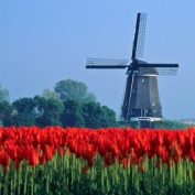 netherlands profile image