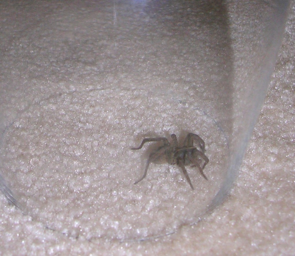 How To Catch and Release a Spider HubPages