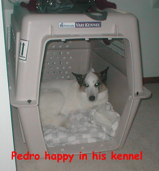 Pedro happily ensconced in his own space