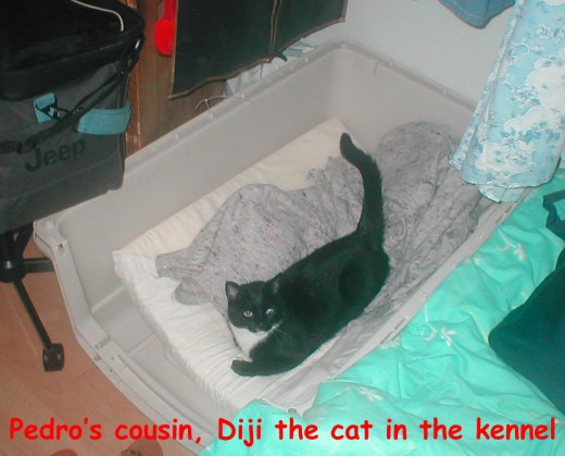 Diji, the cat, Pedro's cousin, grabbing a nap in the new kennel