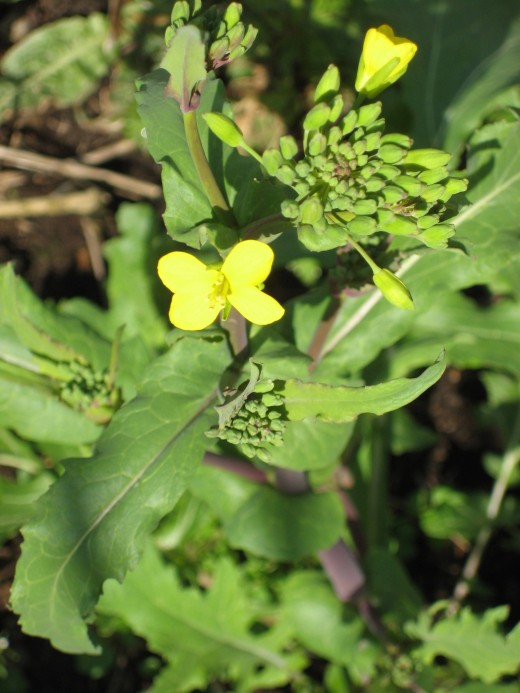 "Crucifera" flower - garden mustard or broccolini