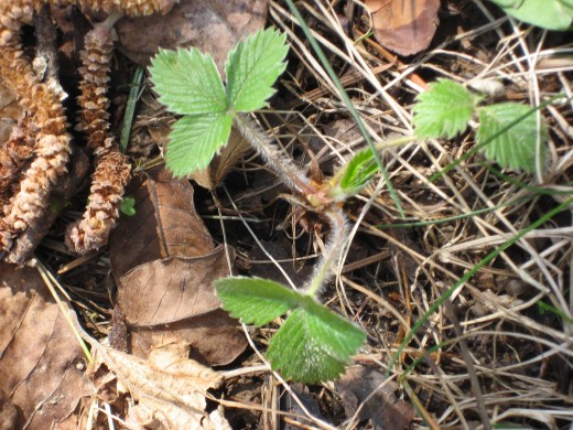 Wild strawberry makes a reasonably sturdy groundcover