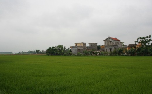 Ninh Binh Vietnam rice paddies