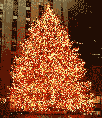 New York Tree