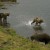 Kodiak Bears looking for salmon