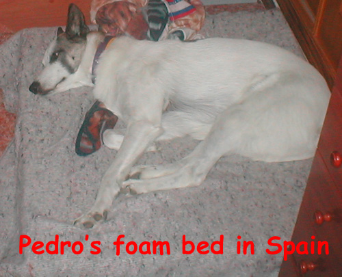 I made him his own foam dog bed with lots of stretching space, warmth and softness against the ceramic tile floor in Spain