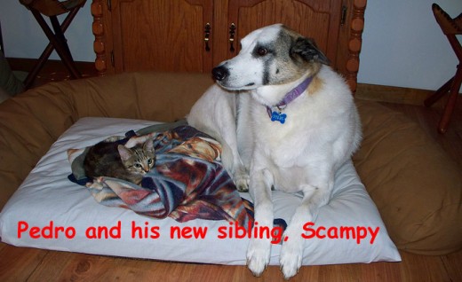 Now he shares it with almost 4-month-old kitten, Scampy