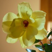 LaraMc profile image