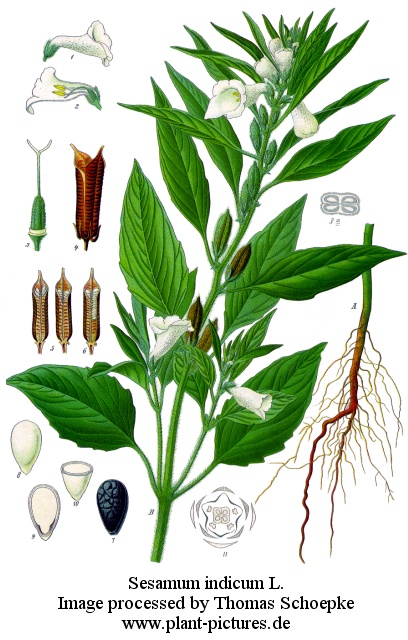Sesame plant