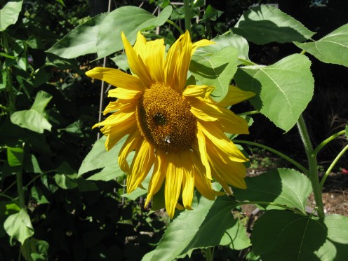 Sunflower