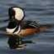 Nature-Photo profile image