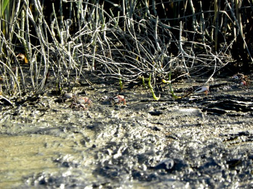 Notice how the crabs blend in with the color of the earth.