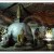 Dambulla Cave Temple, Sri Lanka Dambulla Cave Temple, Sri Lanka
