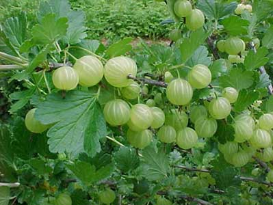 Beautiful Green Amla