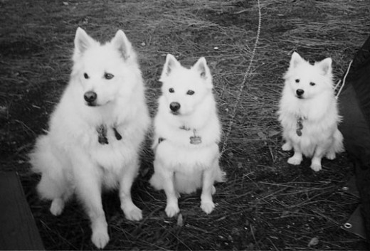 Standard, Miniature and Toy