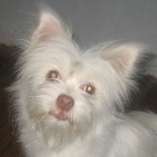 Tashi Tobgay profile image