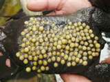 Surinam Toad female with eggs on her back