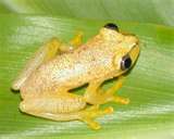 Cameleon frog