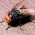 Adult Screwworm Fly.  Note red eyes.    panama-guide.com