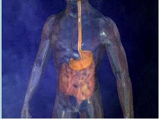 The Human Body. The Human Body.