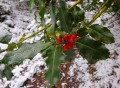 The Tradition of Holly & Ivy at Christmas