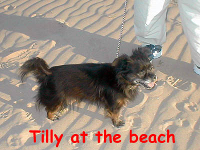 Tilly's first walk on the beach