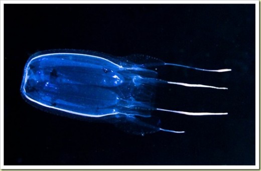 box jellyfish